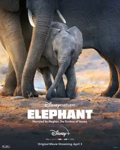 ดูหนัง Elephant (2020) อัศจรรย์ชีวิตของช้าง HD