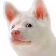 Kori