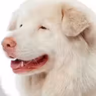 Hima