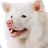 Meechok